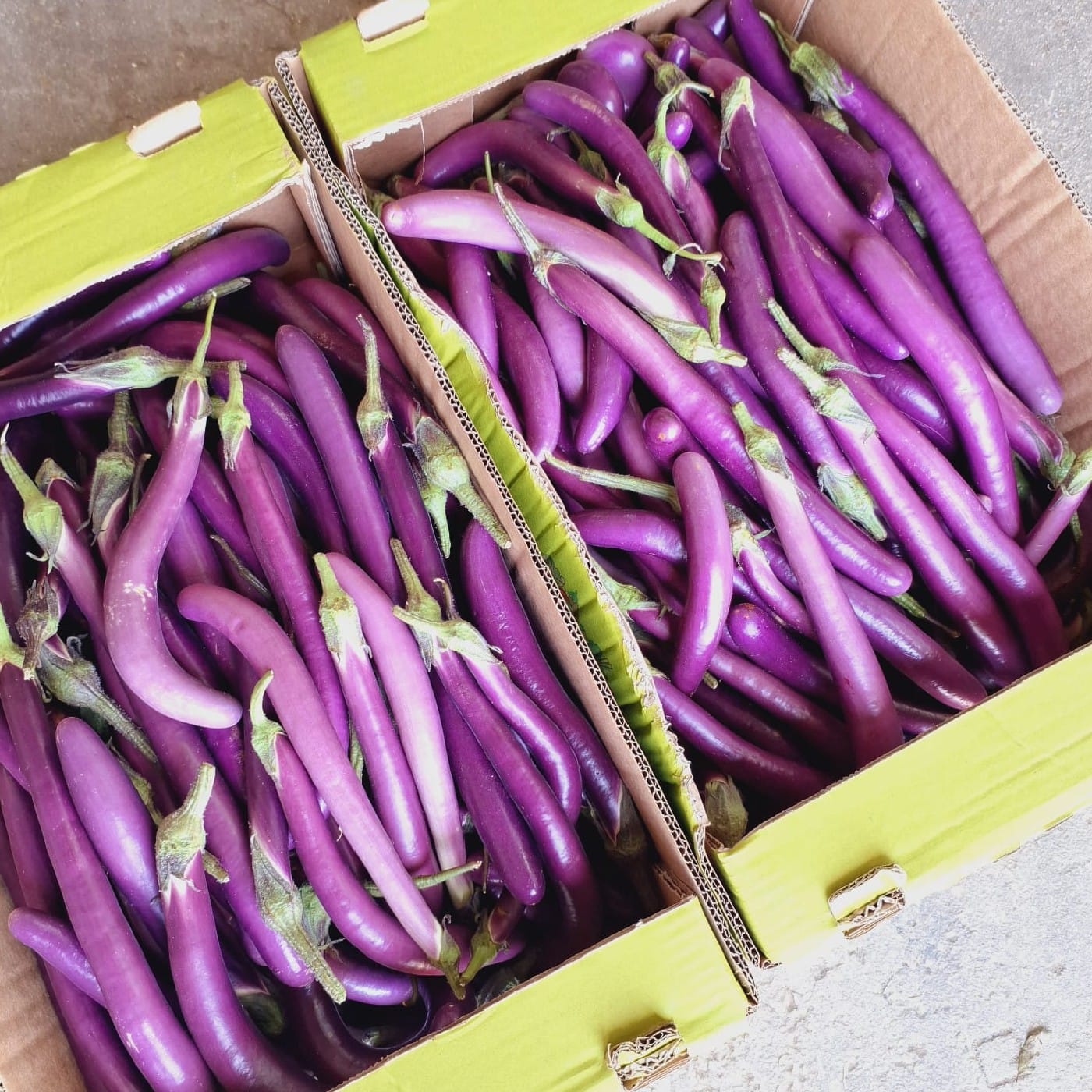 חציל אצבע יפני אורגני