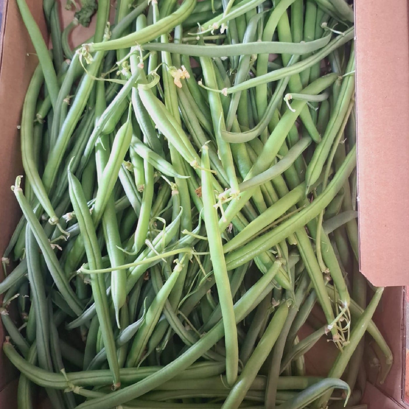 שעועית ירוקה עדינה אורגנית