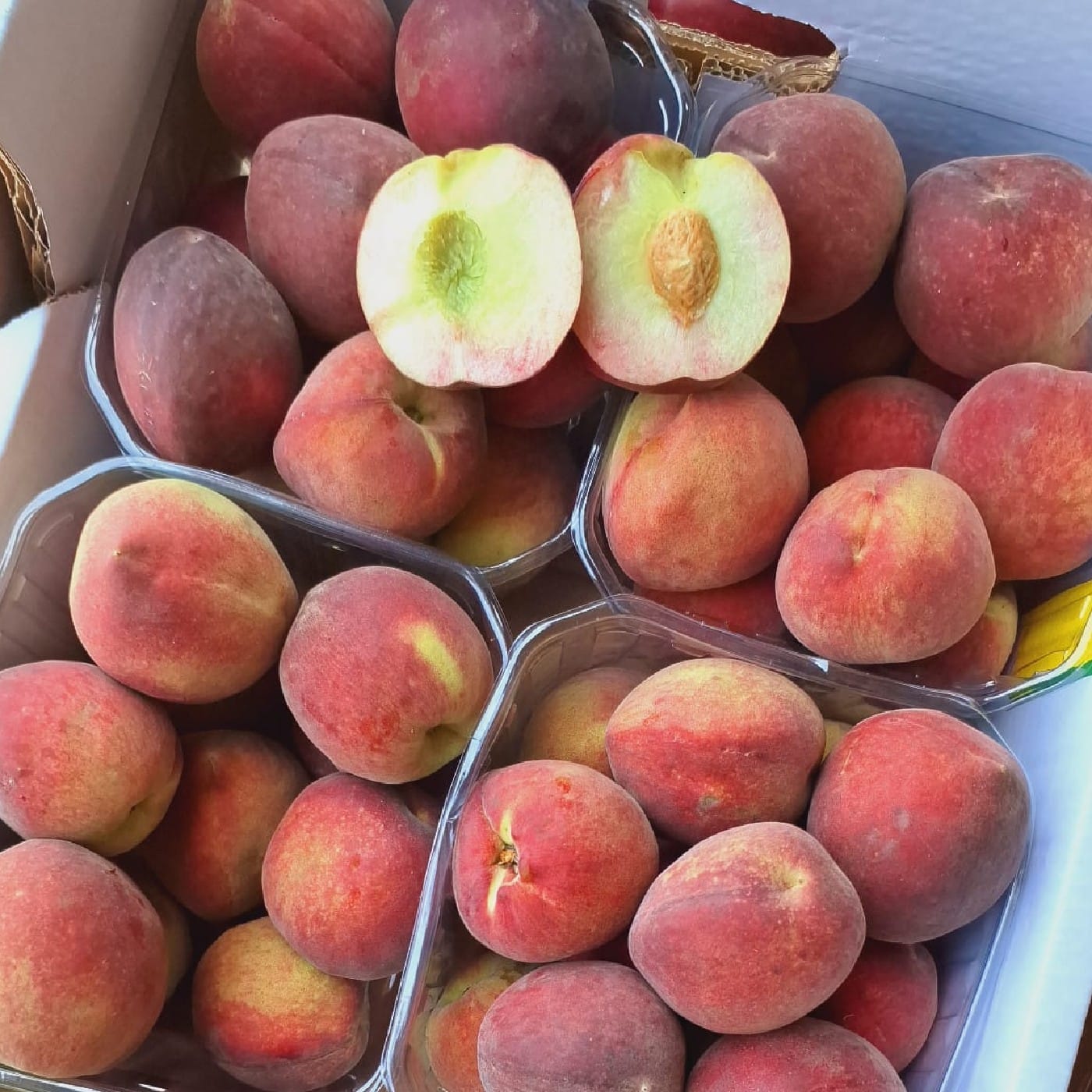 אפרסק לבן עודד