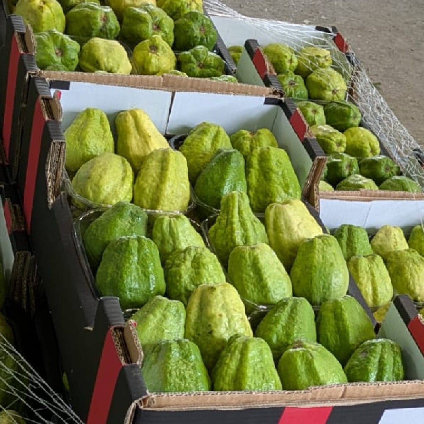 גויאבה לבנה זן בן דב