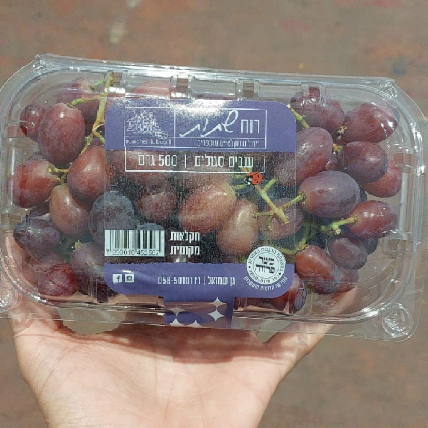ענבים סגולים 