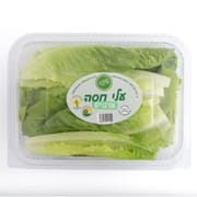 חסה ערבית. כ-200 ג'