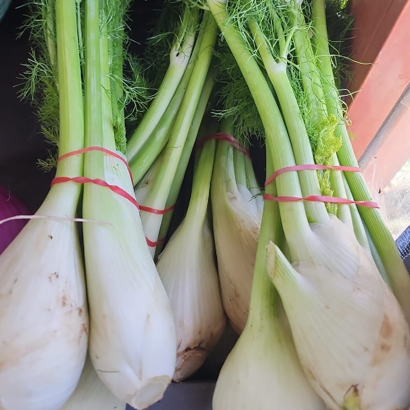 צרור בייבי שומר אורגני