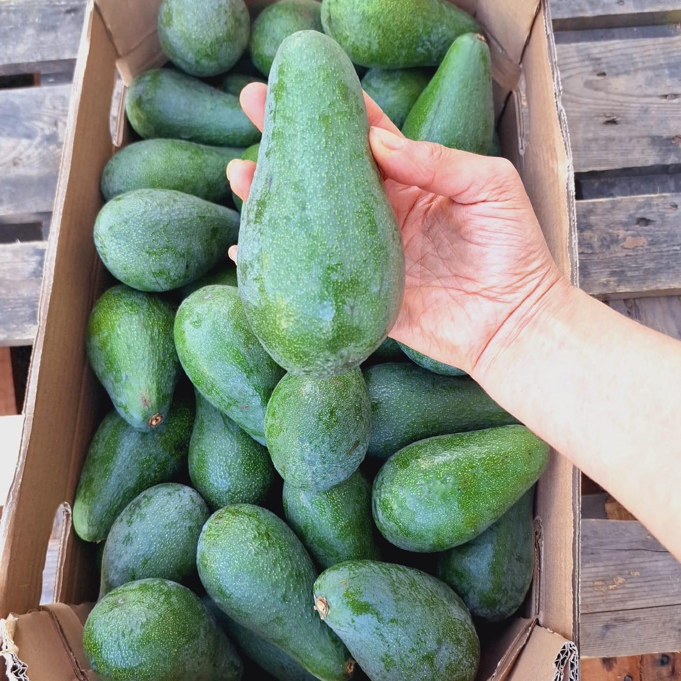 אבוקדו פוארטה אורגני