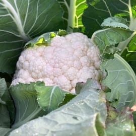 מגיעה עם עלים. משקלים בגדר הערכה -. אין זיכויים