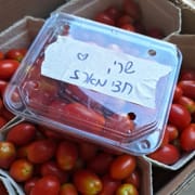מוכרת גם כעגבניה שרי בלינדה - מוארכת. לפעמים על אשכול. כ-500 ג'