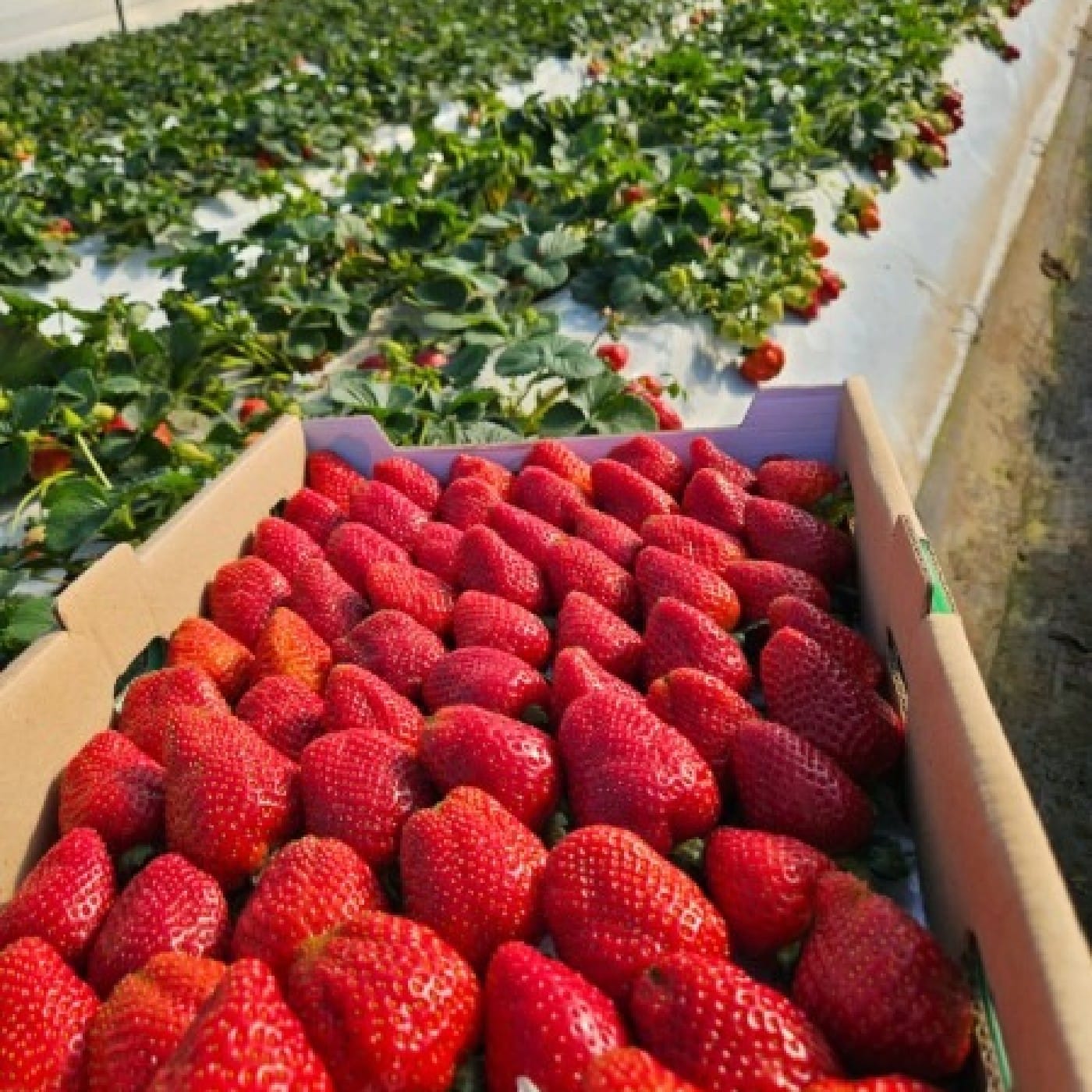 קרטון תות שדה