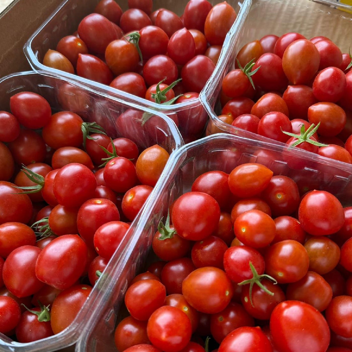 עגבניות שרי הרמוני אורגניות