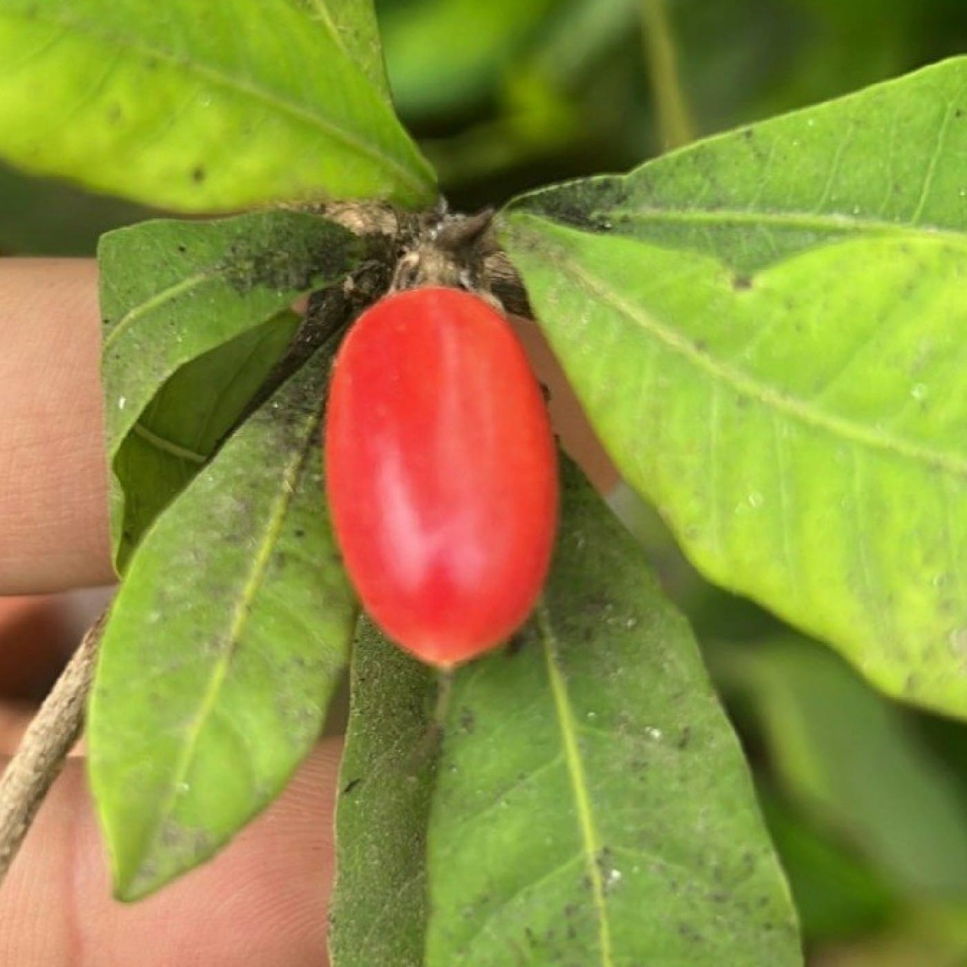הפרי המכושף - מירקל פרוט