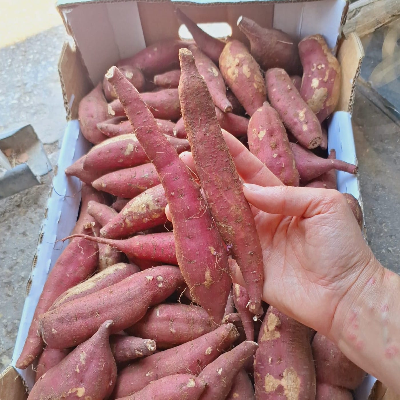 בטטה יפנית אורגנית