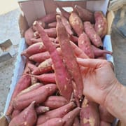מרקם וטעם משופרים ביחס לכתומה. מתוקה מאד. סגולה מבחוץ צהבהבה מבפנים