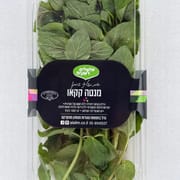 עלי נענע בשרניים עם טעמים וניחוחות של שוקולד וקקאו. מתאים במיוחד לקינוחים ולמנות קרות