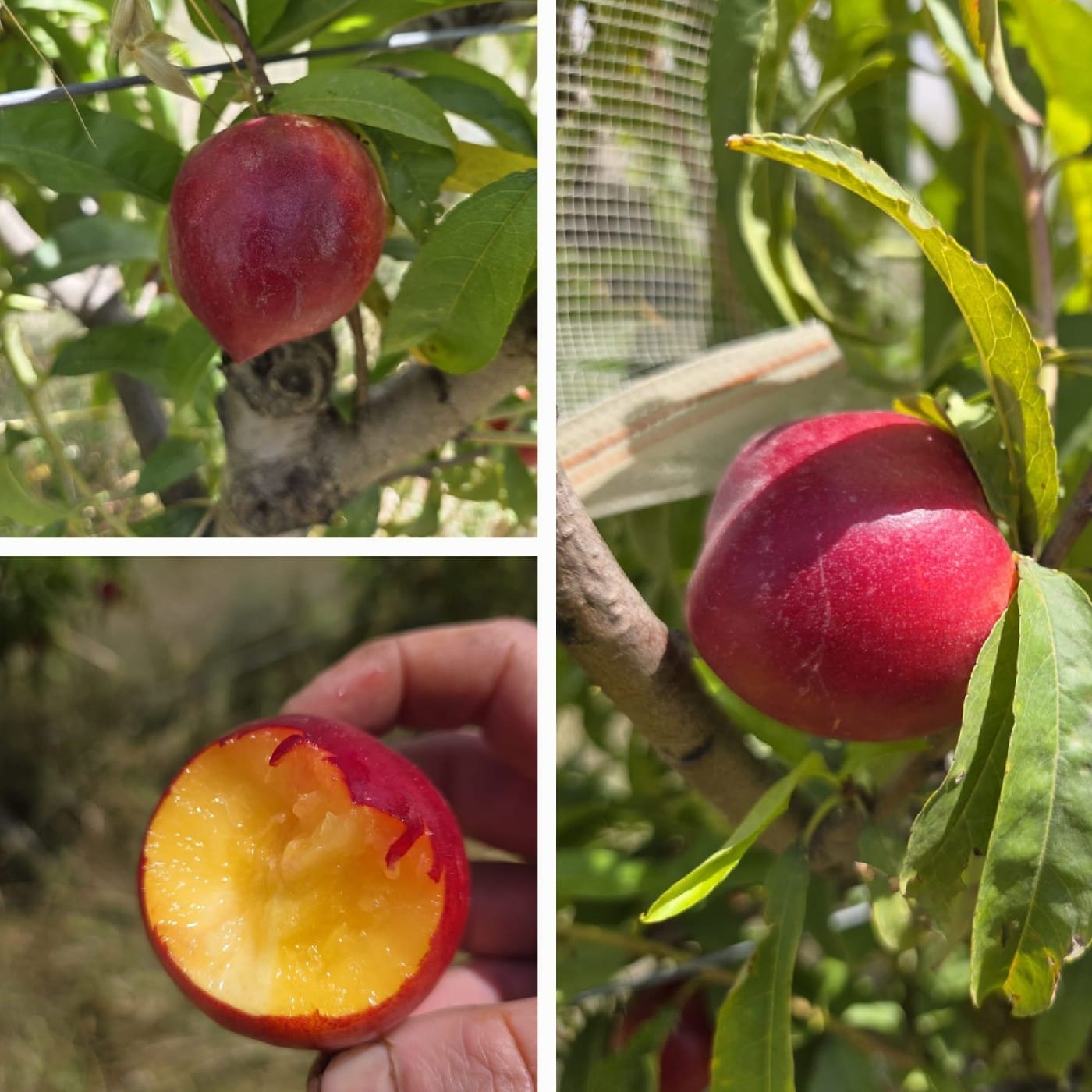 נקטרינה צהובה 