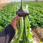 צנון שחור חריף. בעל סגולות בריאותיות