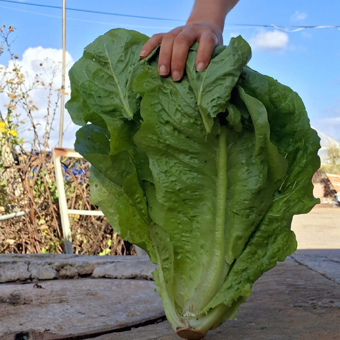 חסה ערבית אורגנית