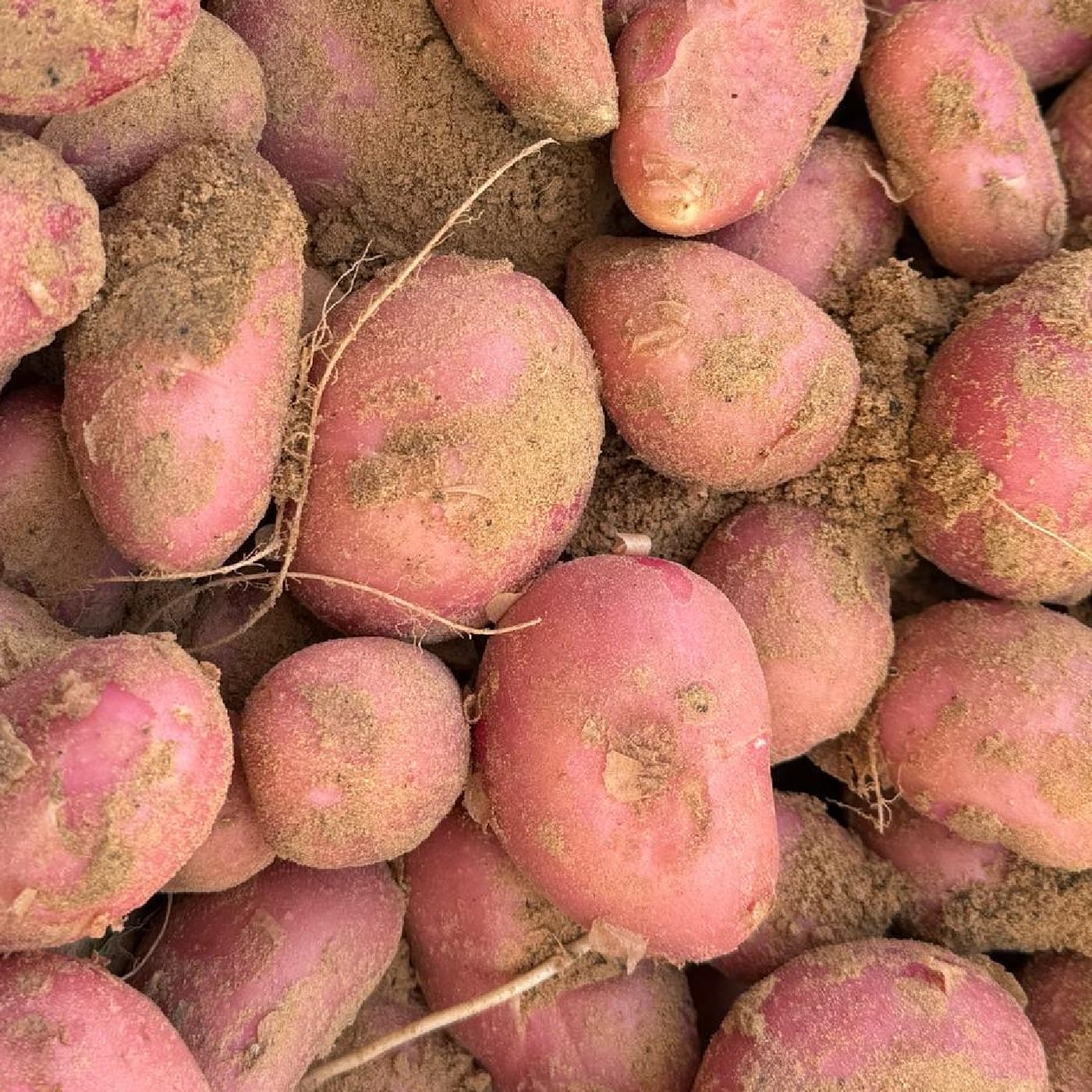 תפוח אדמה אדום ממפיס אורגני