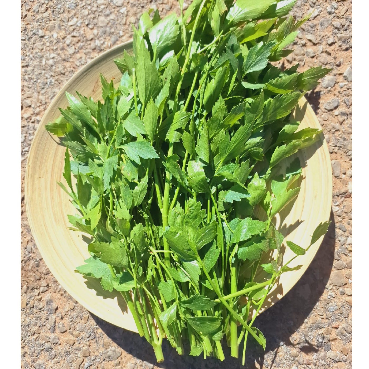 לווג' (לאושטיאן) אורגני