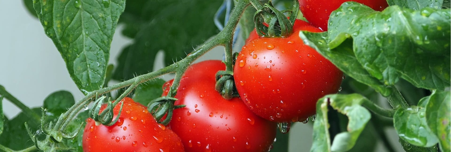 משלוח ירקות ירושלים