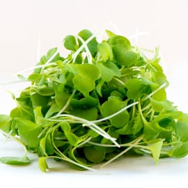 סוג של חרדל אסייתי. מריר מעט. עשירה בנוגדי חימצון ובויטמינים K, A ו-C.