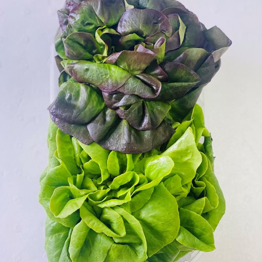 חסה סלנובה הידרופוני מארז 2 ראשים