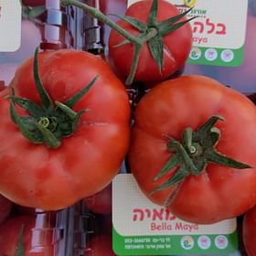 עגבנייה משק בלה-מיה זן בוריס