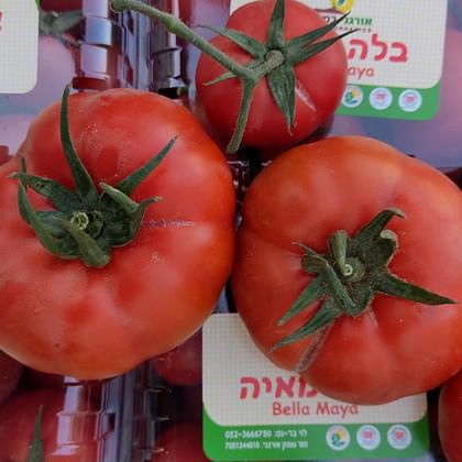 עגבניה מזן בוריס אורגנית משק בלה-מיה
