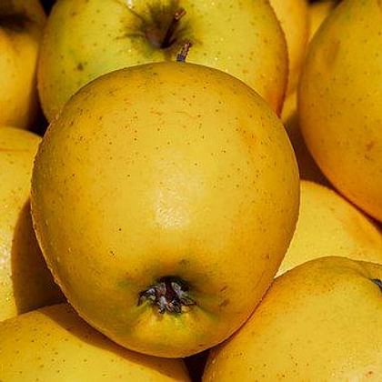 תפוח עץ זהוב אורגני