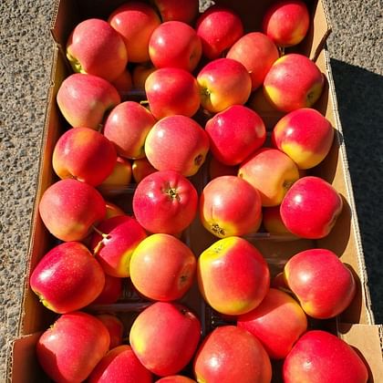 תפוח עץ סוויט קריספ מארז כ-1.4 ק"ג