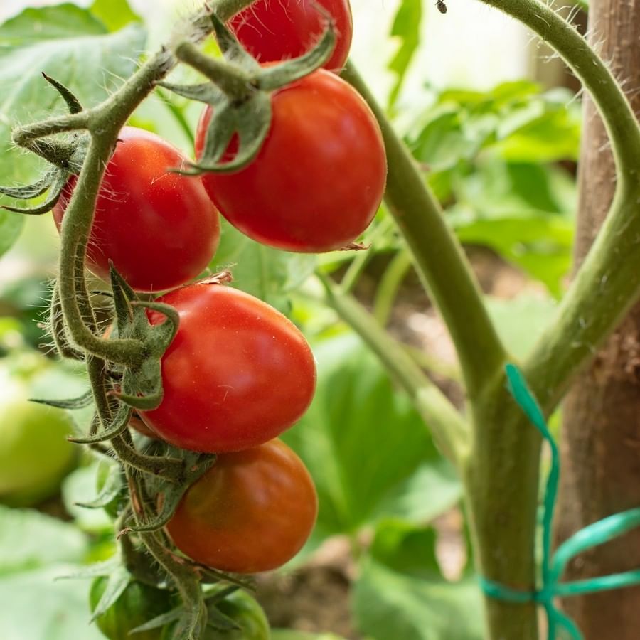 עגבניות שרי הרמוני אורגניות