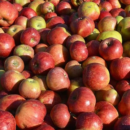 תפוח עץ ברייבורן אורגני מארז כ-1.4 ק"ג
