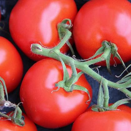 עגבניה מובחרת קשה מזן "רם" ללא שאריות ריסוס