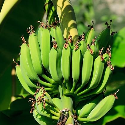 בננות ברזילאיות