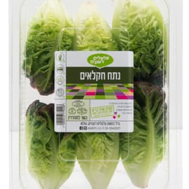 לבבות חסה מובחרות - מעולות לסלט ולצלייה