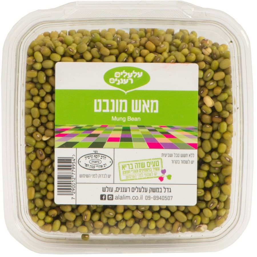 שעועית מאש מונבטת