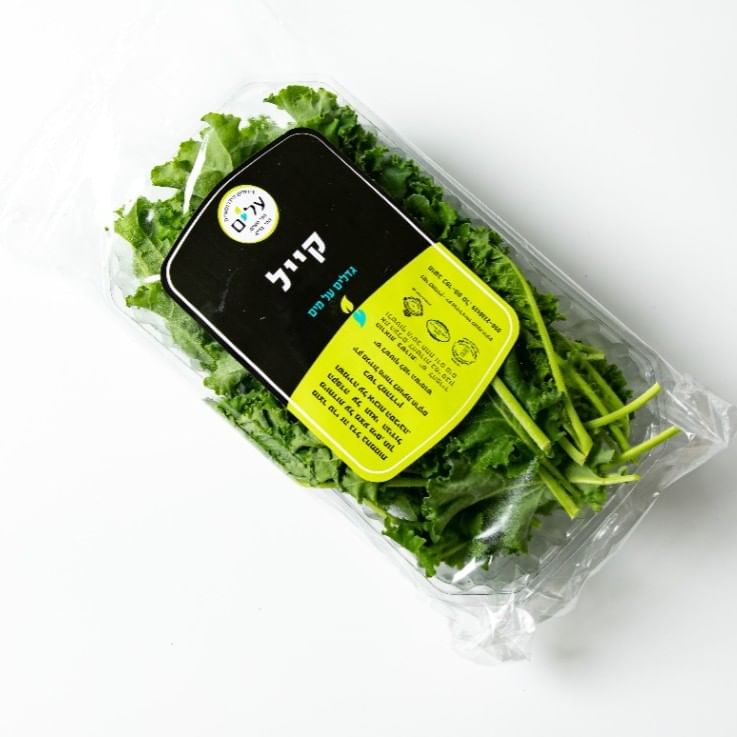 קייל מסולסל הידרופוני