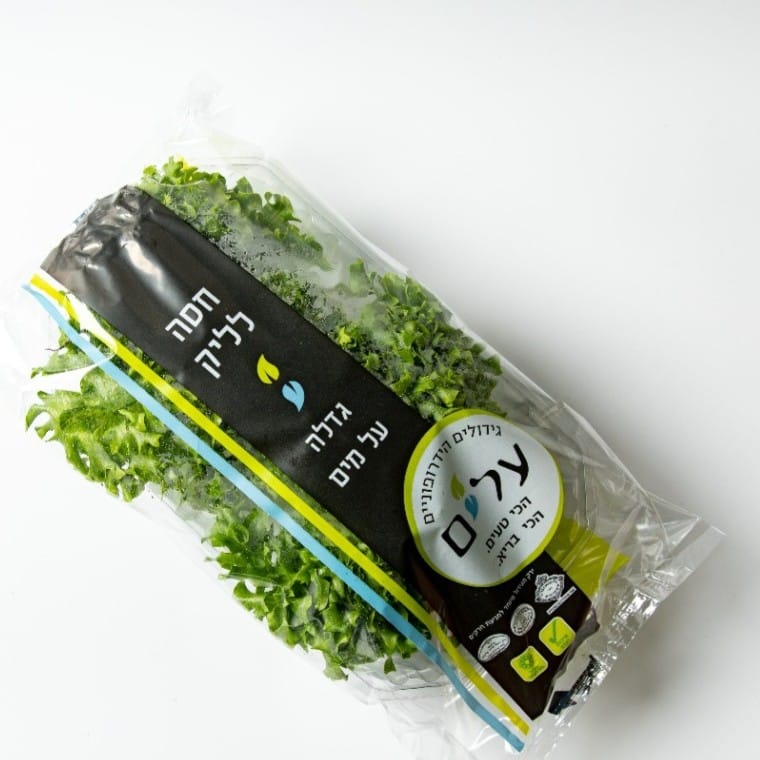 חסה לאליק הידרופוני