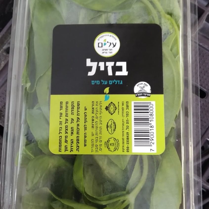 בזיליקום הידרופוני