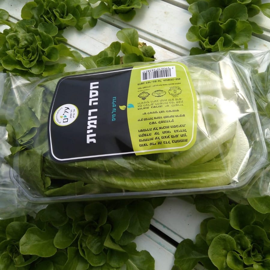 לבבות חסה רומית הידרופונית