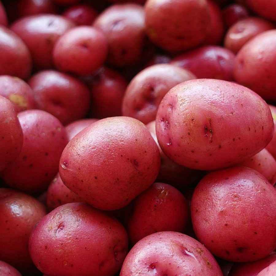 תפוח אדמה אדום 