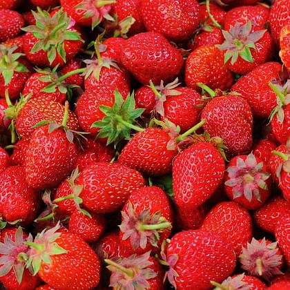 תותים מופחת ריסוס משולב ביולוגי בפיקוח