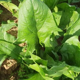 עלים רחבים , ארוכים ועדינים, מעדן!!