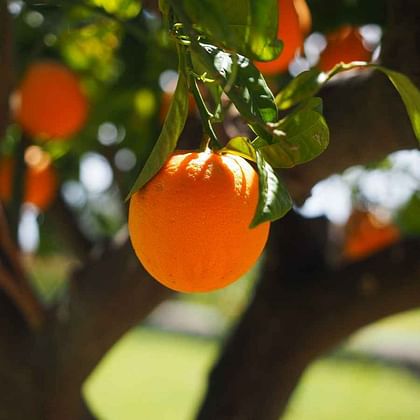 מארז 4 ק"ג! תפוזי "ניו הול" מעולה! ללא ריסוס ללא דישון כימי