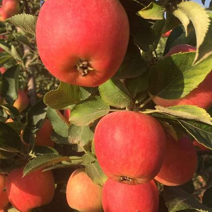 תפוח עץ "פינק ליידי" לא טבעי מהעץ ללא דונג ללא שאריות ריסוס