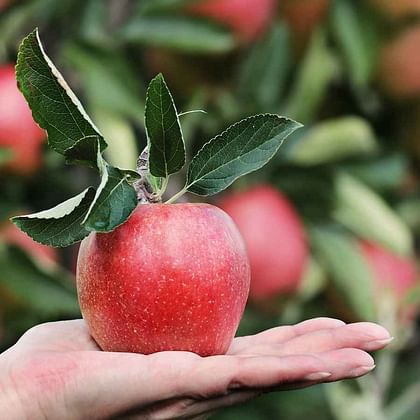 תפוח עץ ג'ולייט אורגני בפיקוח אגיאור + סקאל