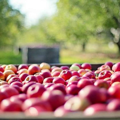 תפוח עץ "פינק ליידי" נדיר בטעמו. איכות ייצוא