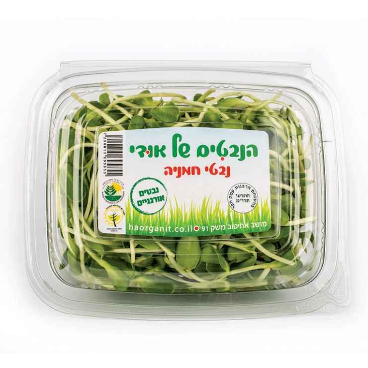 נבטי חמניה אורגנים