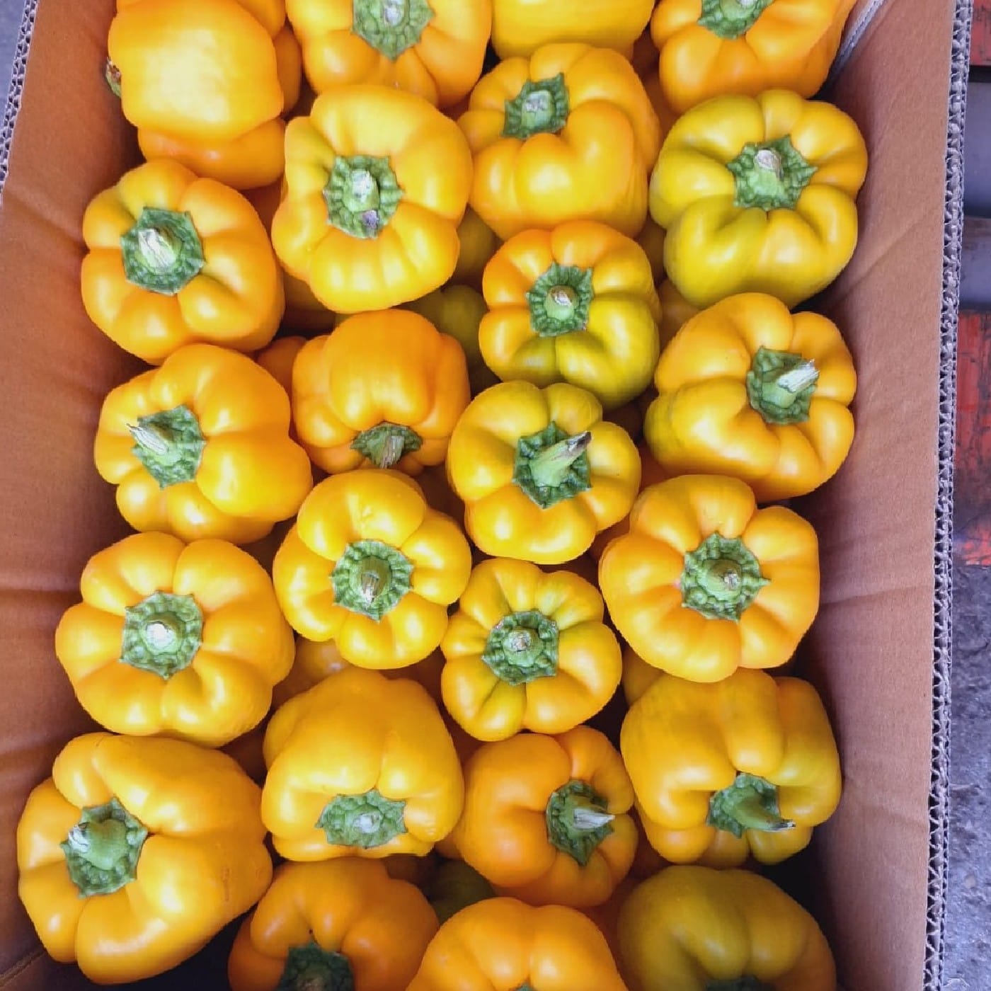 פלפל צהוב אורגני