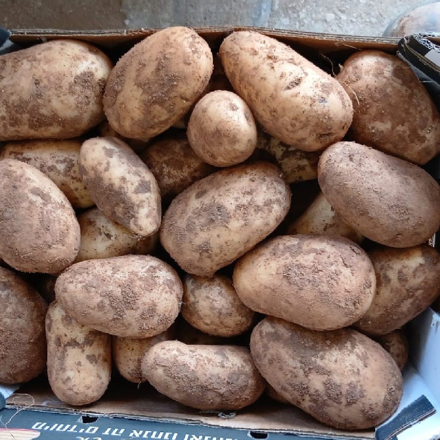 תפוח אדמה באטר