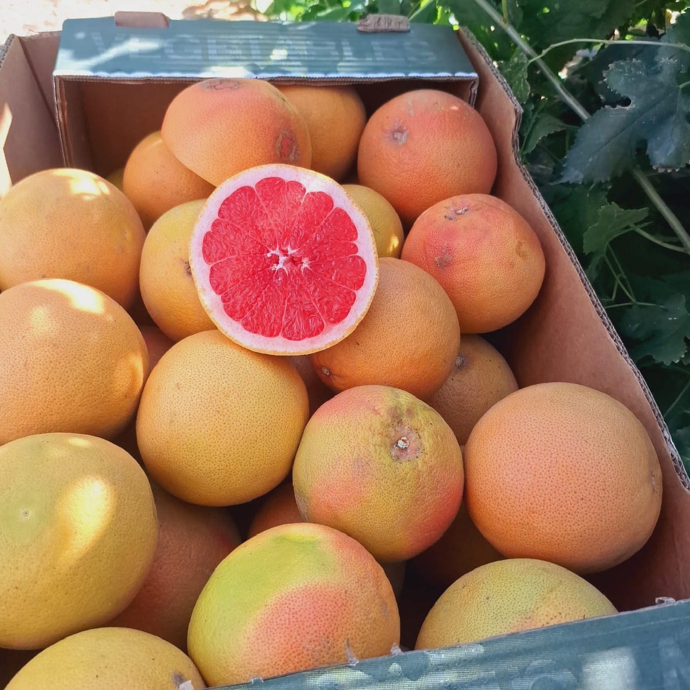 אשכולית אדומה אורגנית