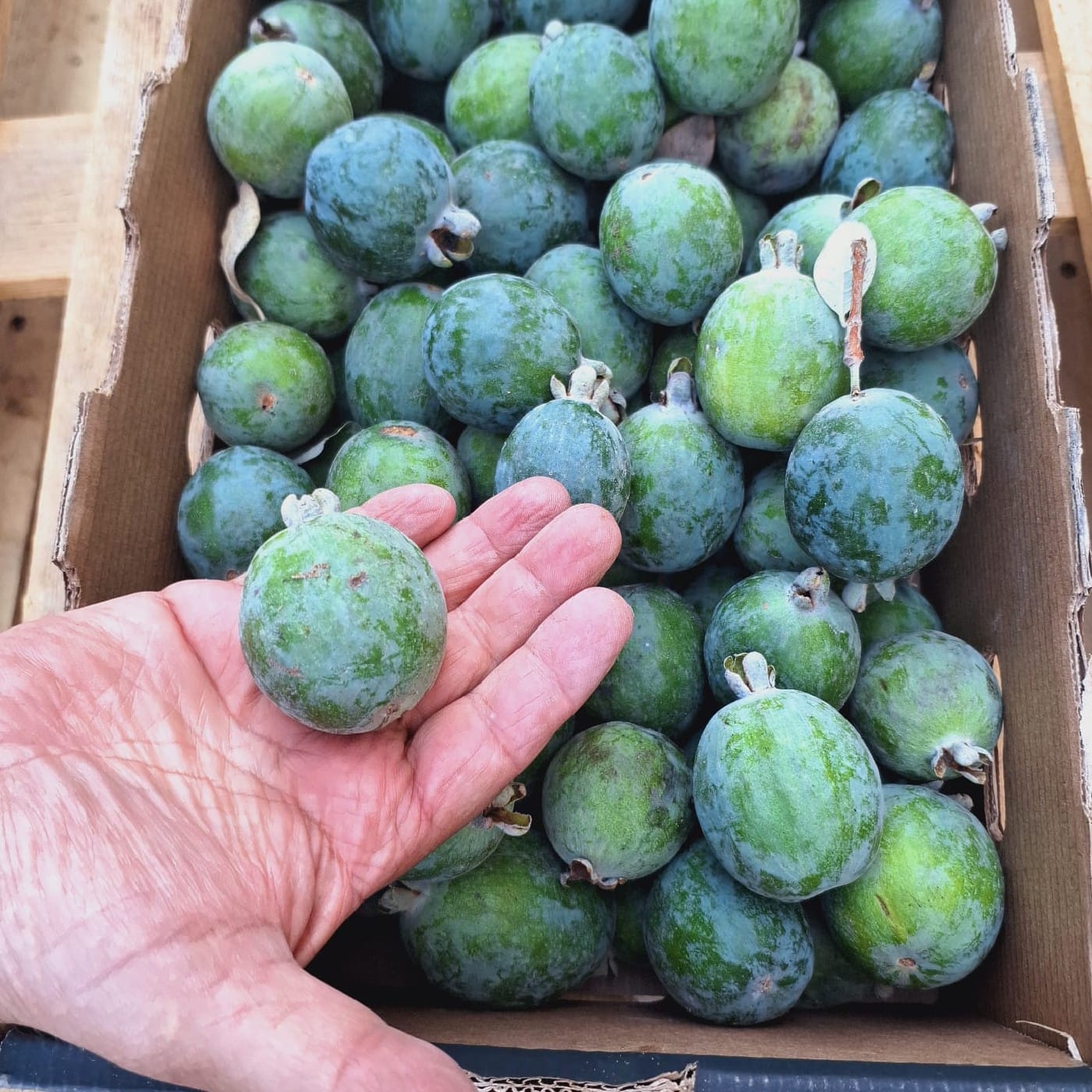 פג'ויה מארז